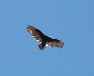 [A vulture with its wings fully outstretched flies overhead. The center part of the feathers closest to the body are black while the ones further out, including ones its tail, are whitish-grey.]